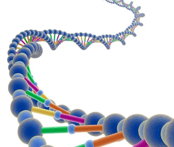 After dna replication is completed, _____.