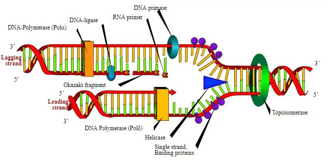 Short segments of newly synthesized DNA are joined into a continuous strand by _____.