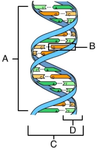 In the accompanying image, a nucleotide is indicated by the letter _____.